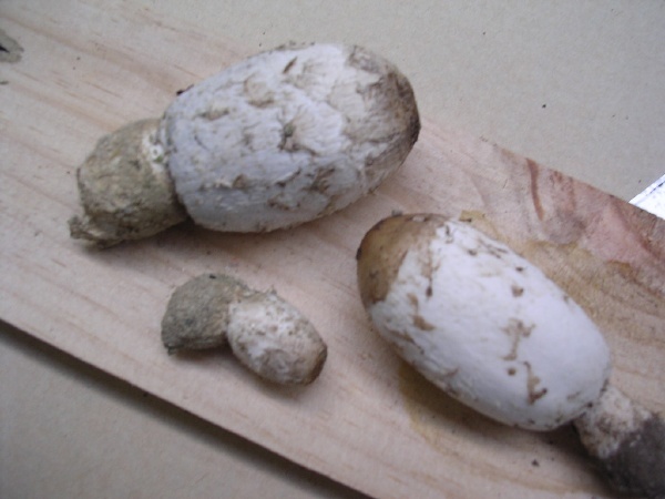 COPRINUS COMATUS
